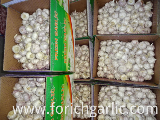 Normal White Garlic Fresh